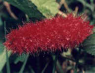 rabo-de-gato/red flower (138162 bytes)